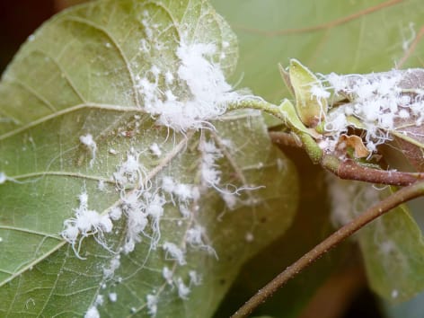 tratamento para mosca branca
