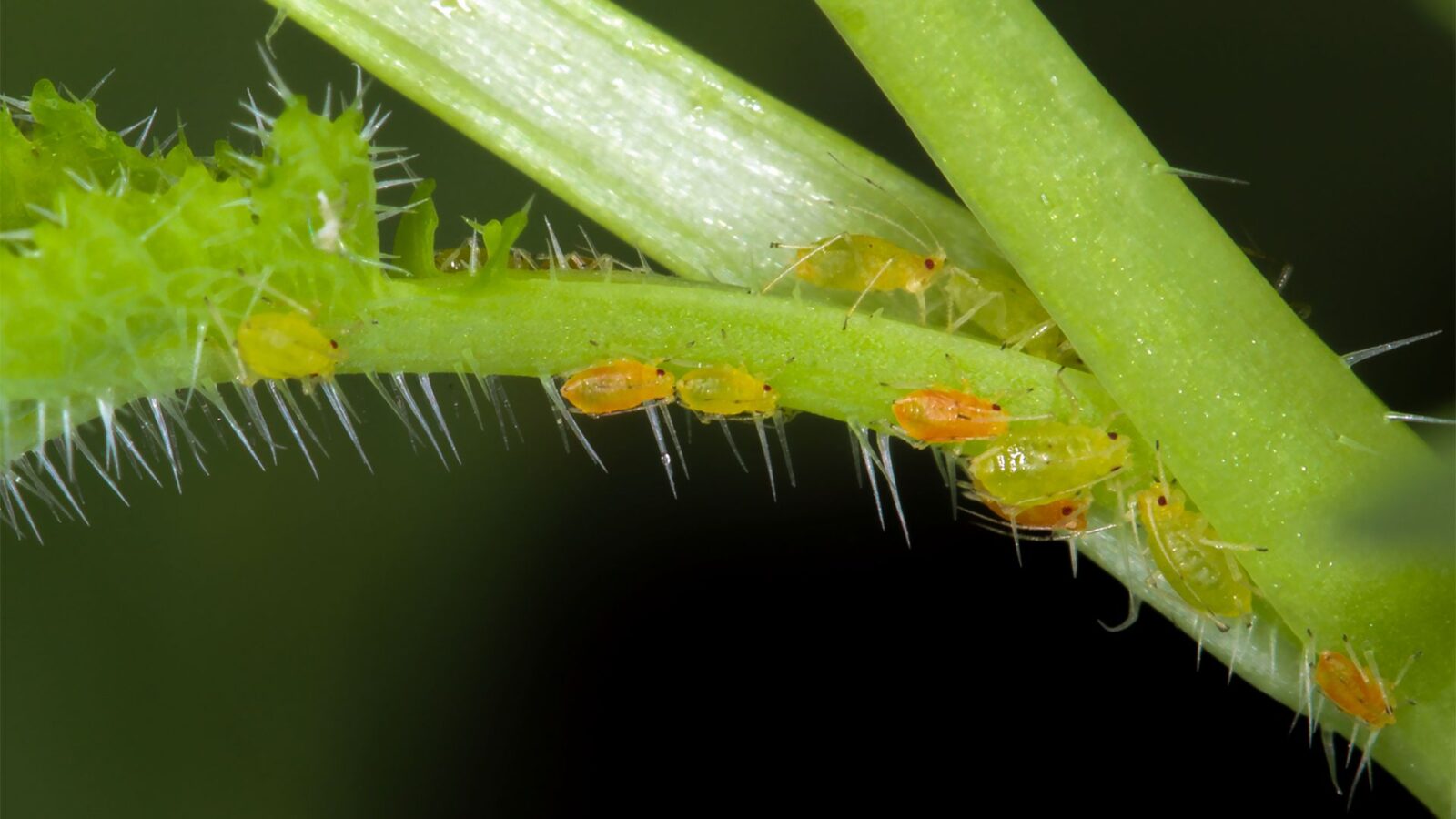 melhores receitas caseiras para matar pulgões
