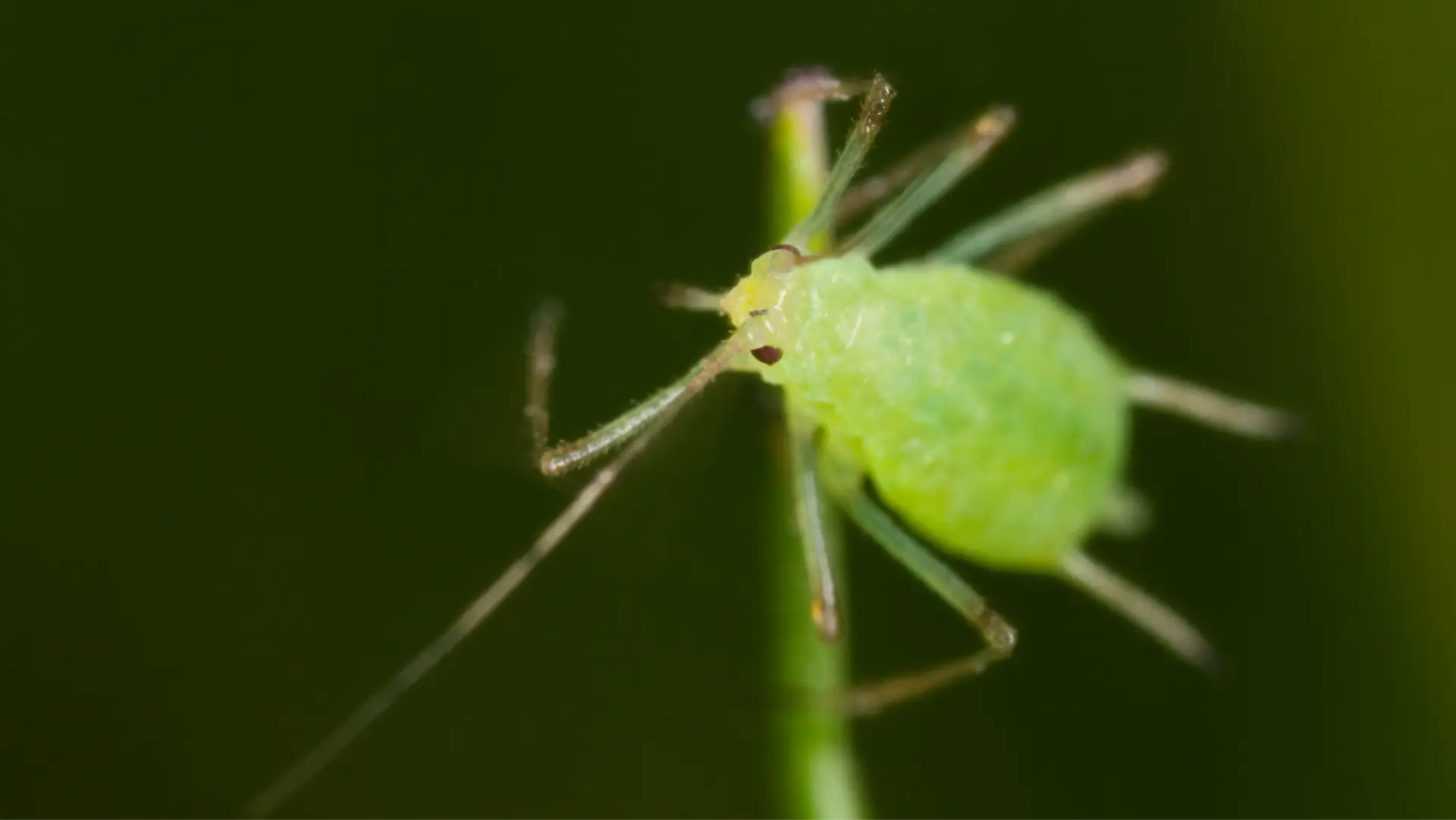 erros comuns ao tentar eliminar pulgões