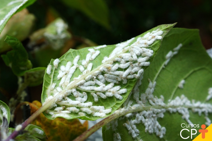 pragas em plantas
