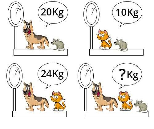 quais animais são mais inteligentes