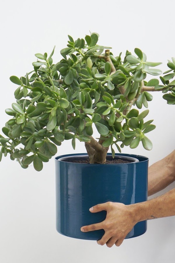 plantas que purificam o ar