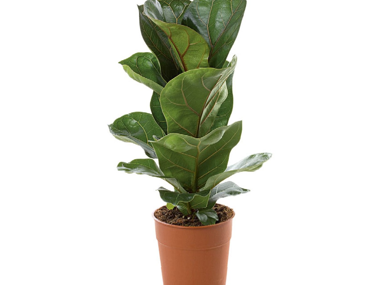 plantas trepadeiras de interior