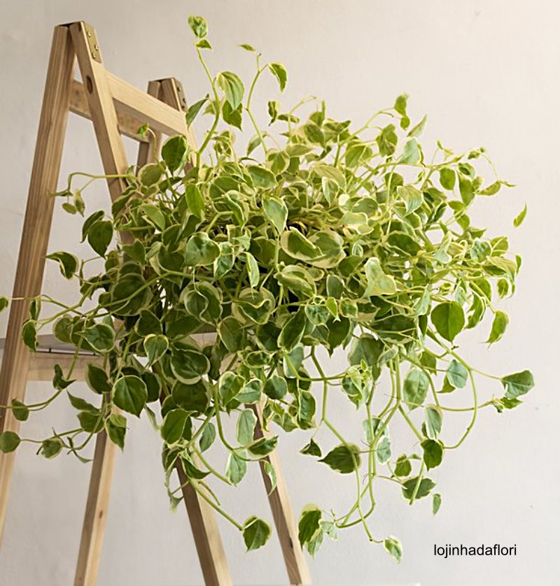 plantas pendentes para casa