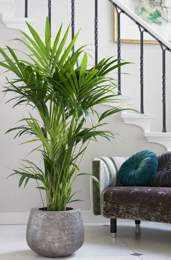 plantas de sombra para interior