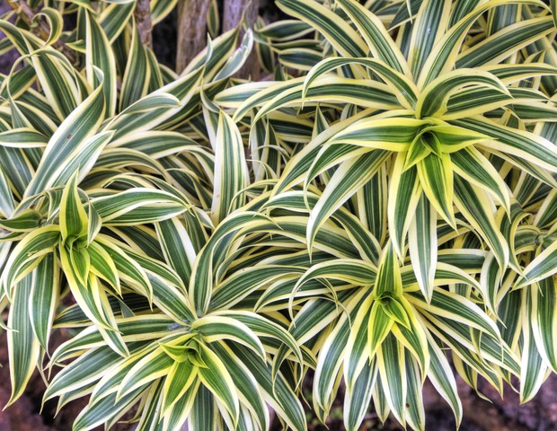 plantas fáceis de cuidar em casa