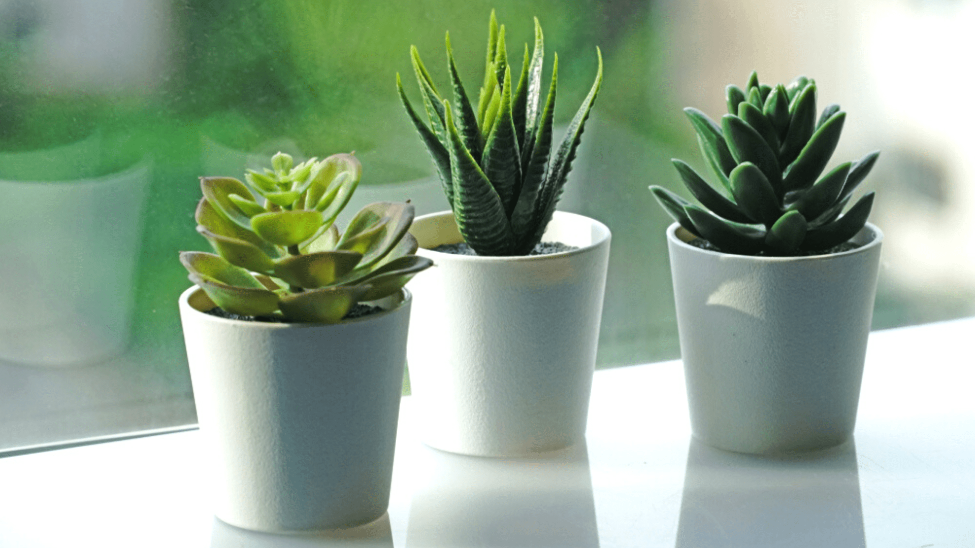 plantas para banheiro