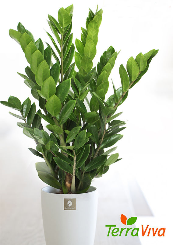 plantas tóxicas para pets