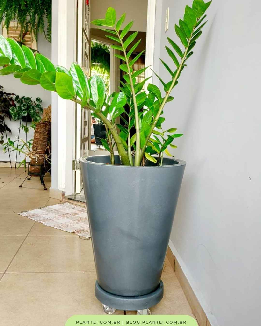 plantas de interior fáceis de cuidar