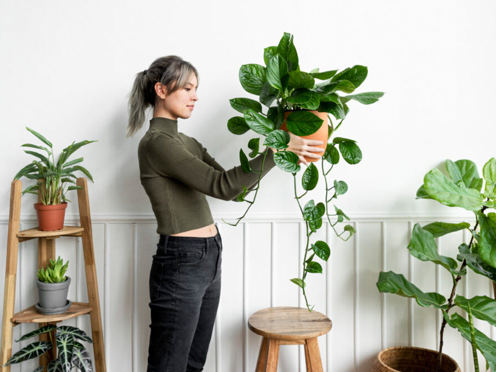 plantas que precisam de pouca rega