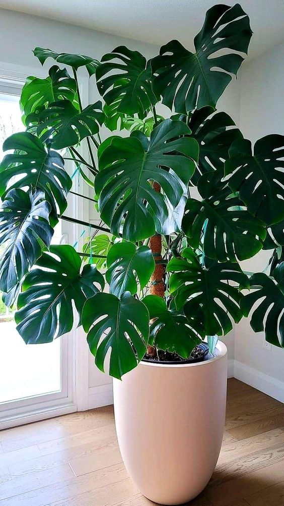 benefícios de ter plantas em casa