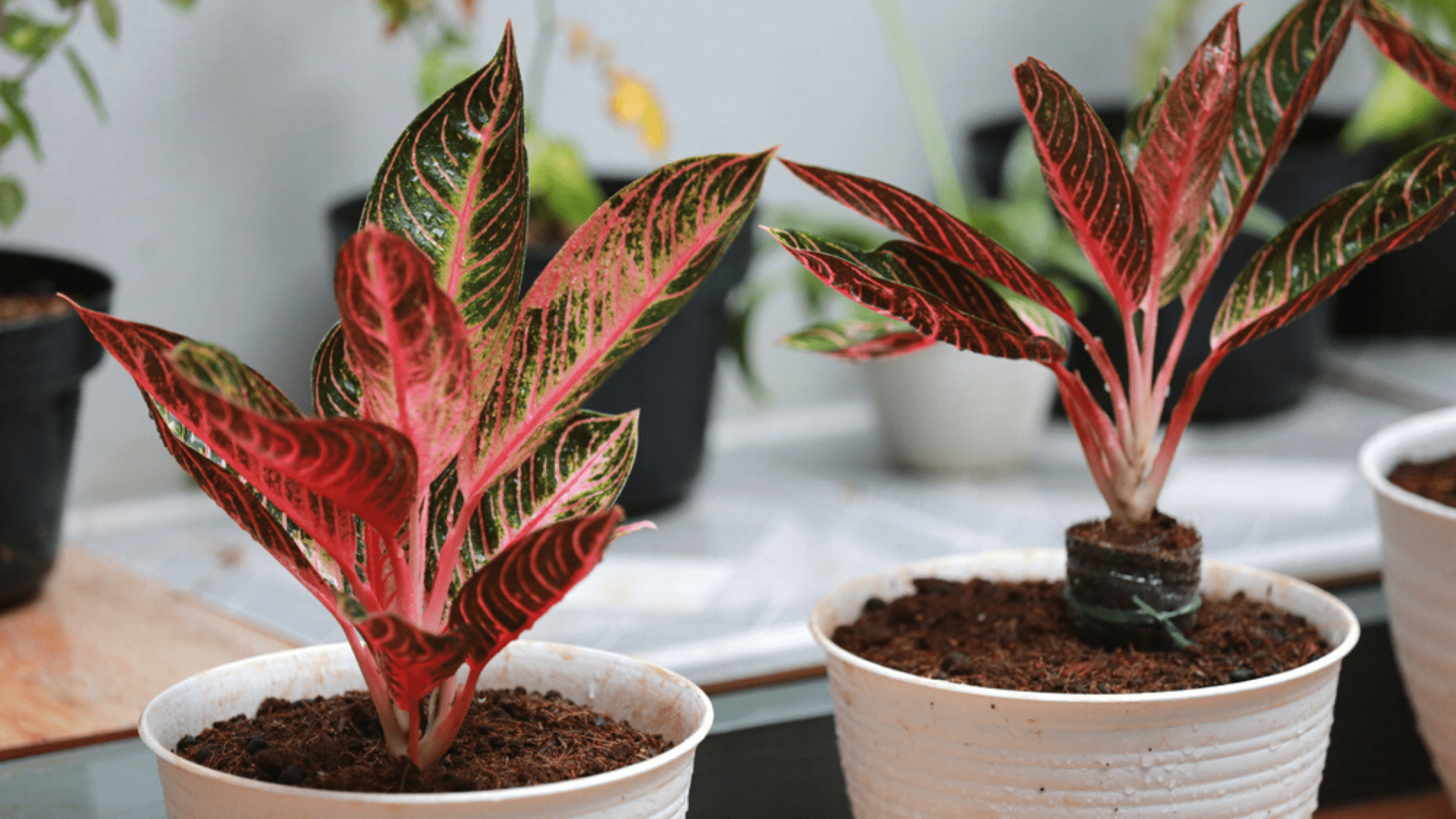 plantas para apartamento com pouca luz