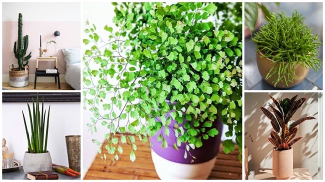 plantas grandes para interior
