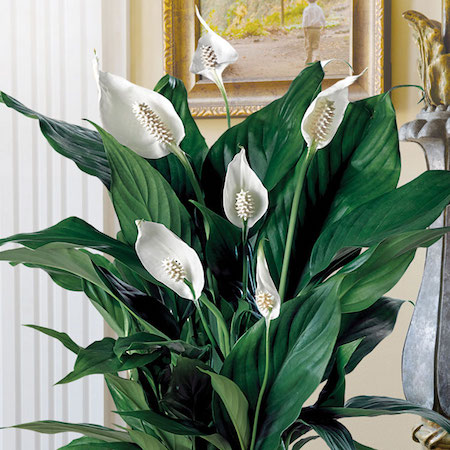 plantas para decorar sala