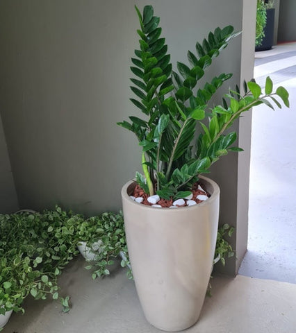 plantas grandes para interior