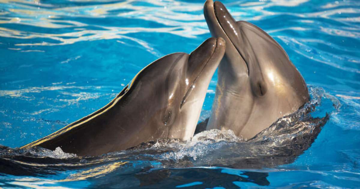 erros comuns ao medir inteligência animal