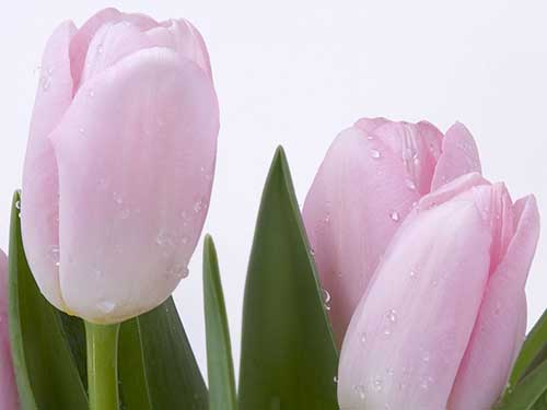 flores que simbolizam desejo