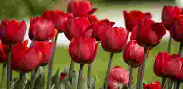 flores românticas para presente