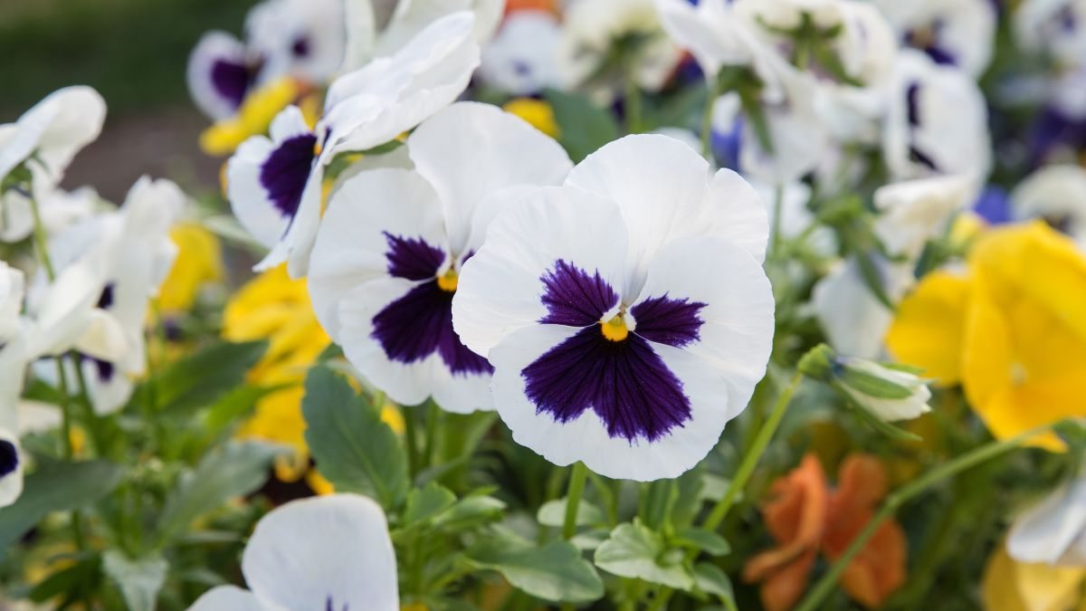 flores que significam eu te amo