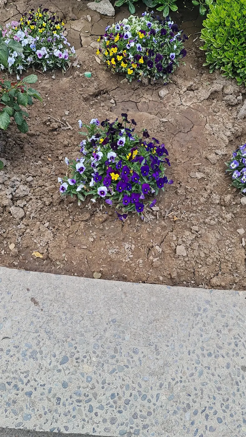 flores que simbolizam fidelidade