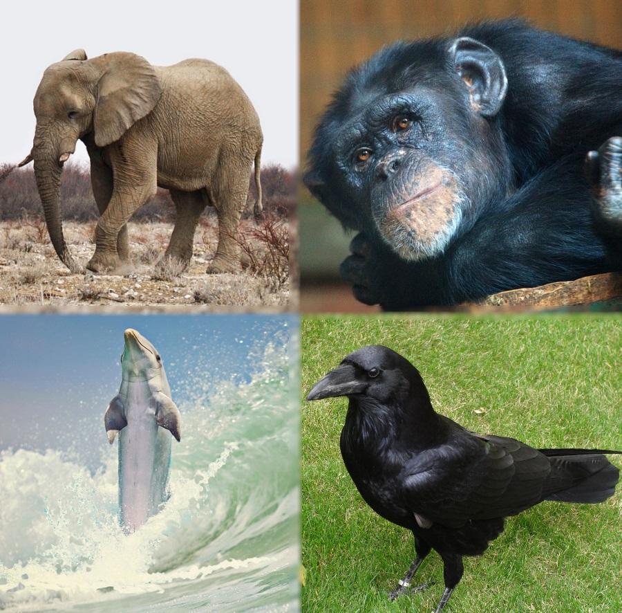 capacidade cognitiva animal