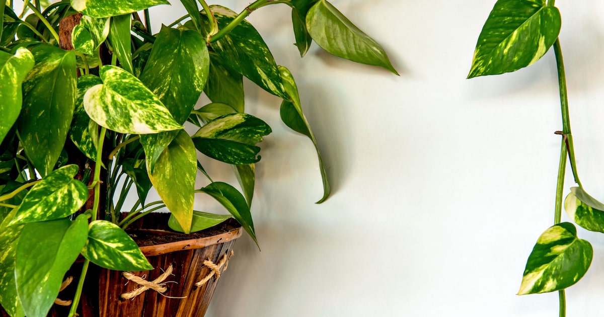 qual o significado da planta jiboia