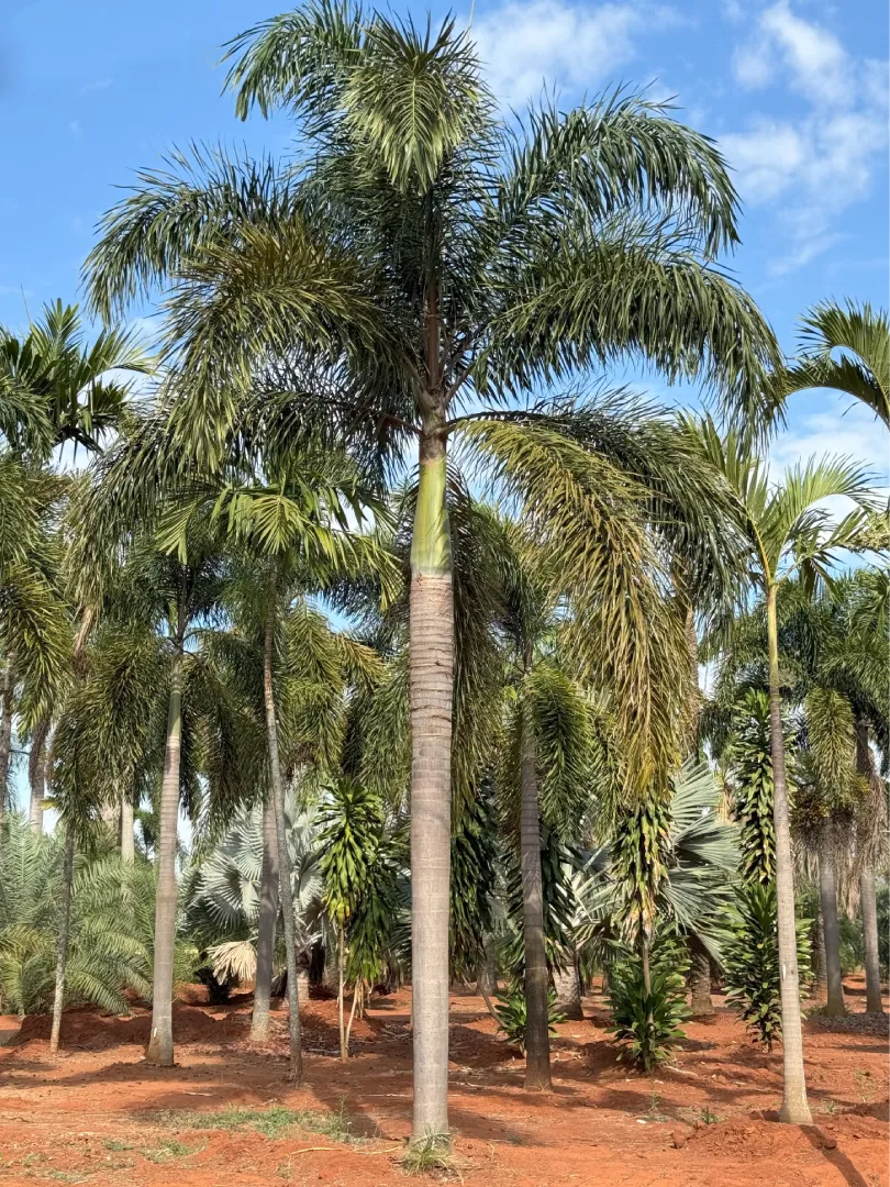 cacto rabo de raposa características