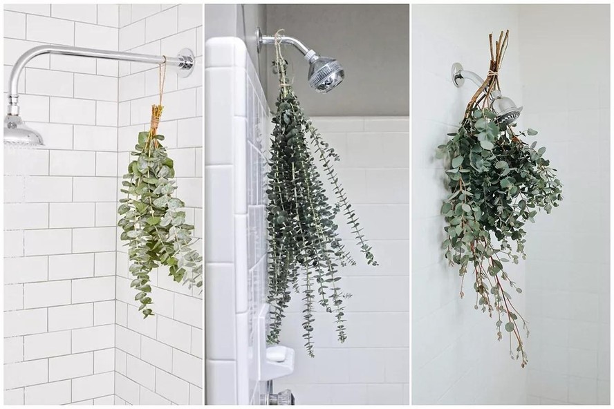 benefícios eucalipto chuveiro