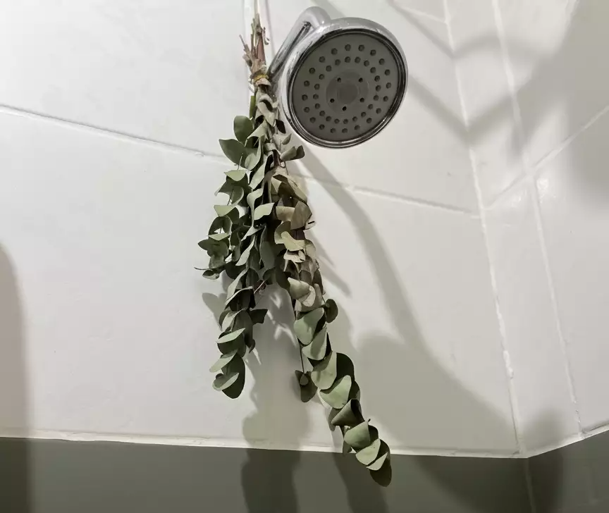 como usar eucalipto no banho