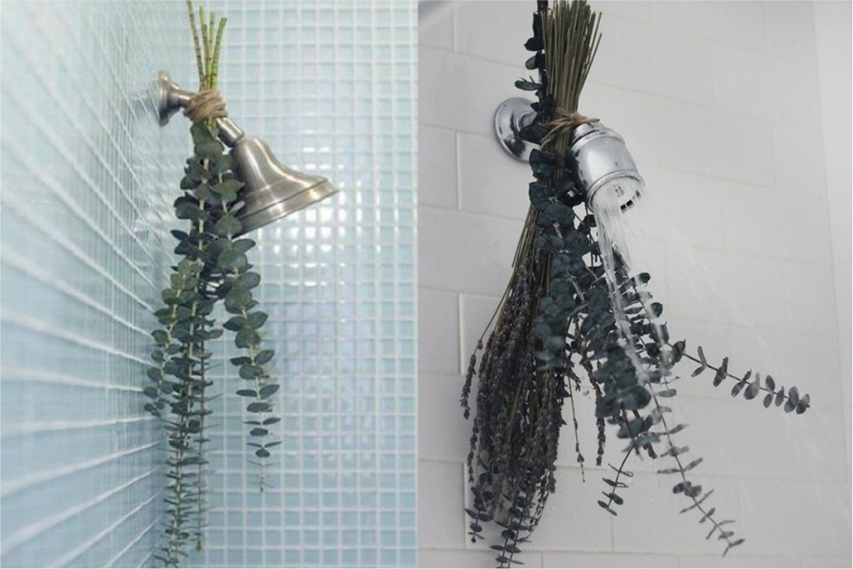 benefícios eucalipto chuveiro