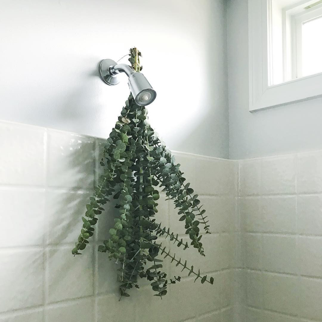 como usar eucalipto no banho