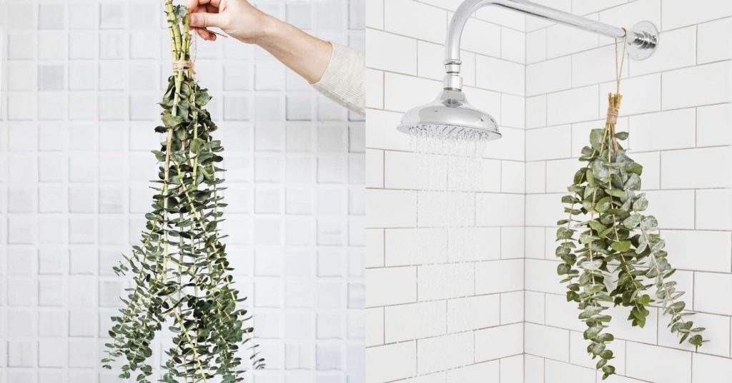 eucalipto para respiração