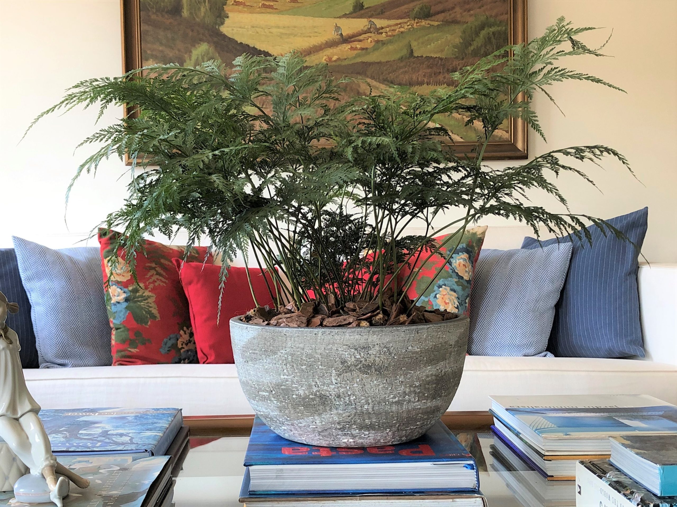 renda portuguesa planta