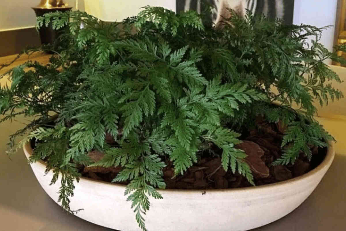 melhores plantas para decorar com renda portuguesa