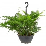 erros comuns ao cuidar da planta renda portuguesa