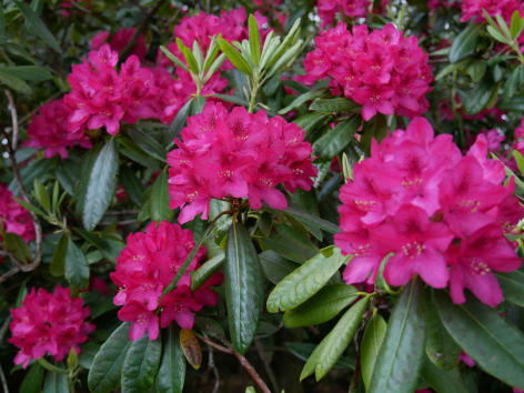rododendro cuidados