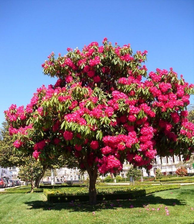 rododendro preço