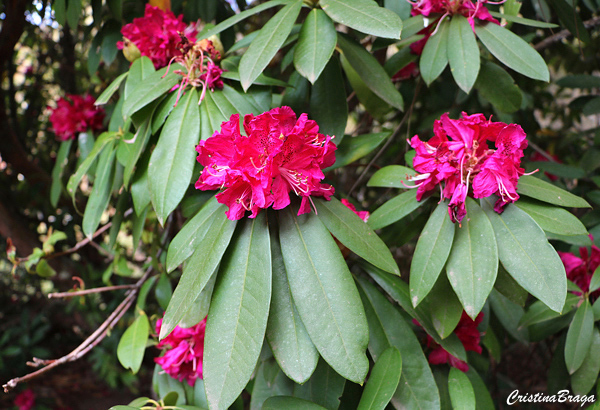 rododendro cores