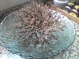 erros comuns ao cuidar da rosa de jericó