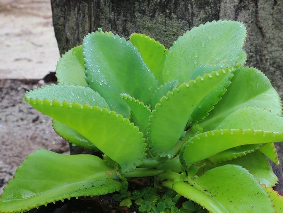 planta saião