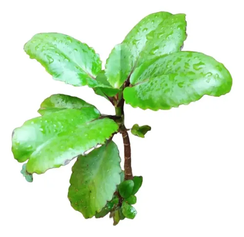 saião medicinal