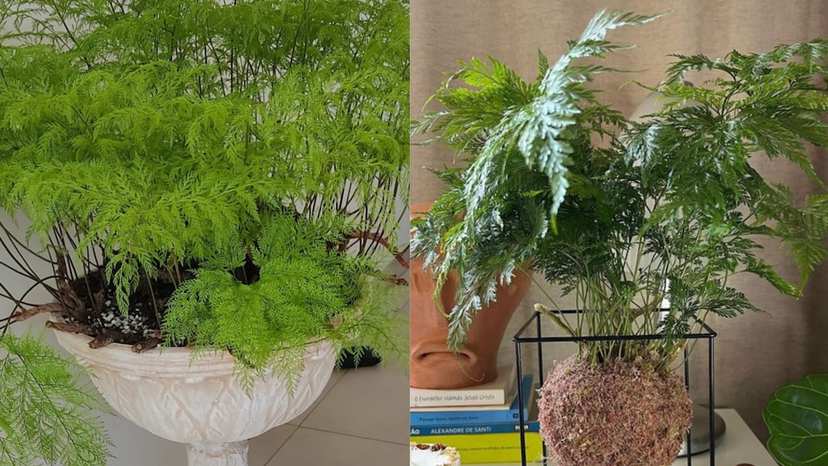 samambaia renda portuguesa