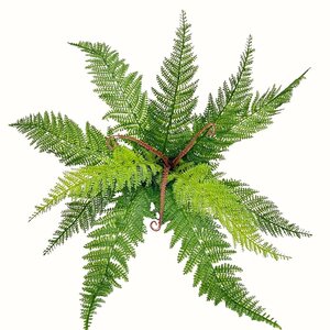 ideias de decoração com samambaia renda portuguesa