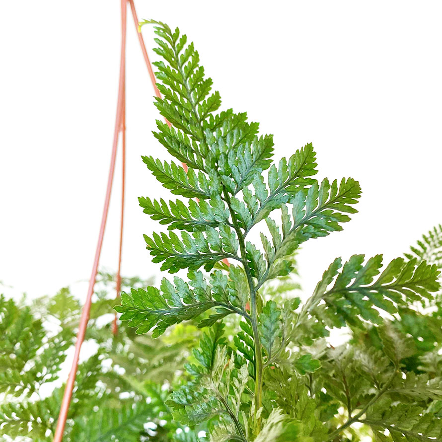 quanto custa uma muda de samambaia renda portuguesa