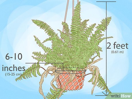 como fazer mudas de samambaia renda portuguesa a partir do rizoma