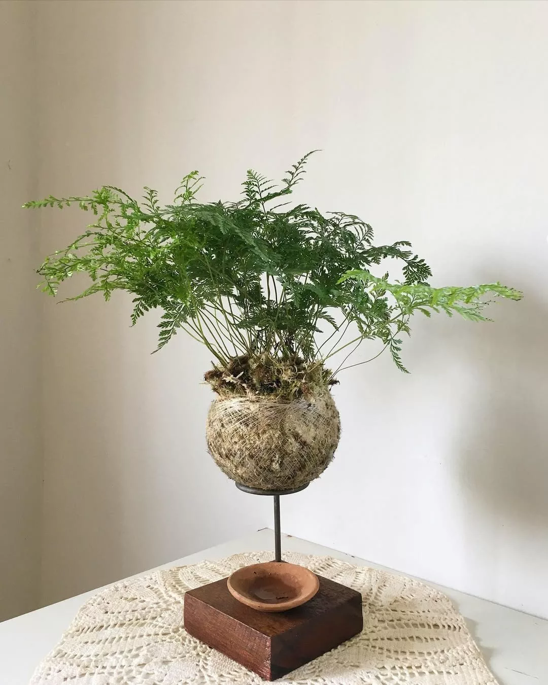 samambaia renda portuguesa