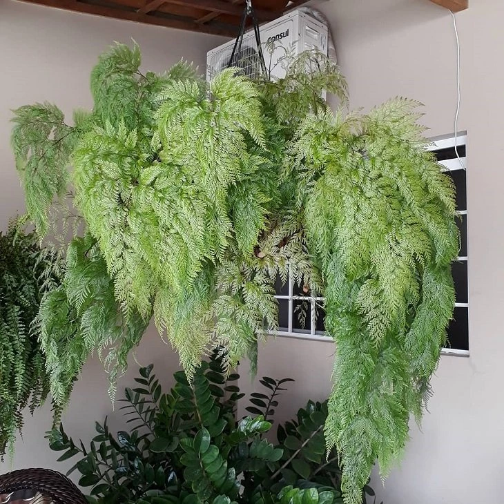 samambaia renda portuguesa vs samambaia renda francesa