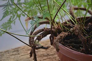 quanto custa uma muda de samambaia renda portuguesa