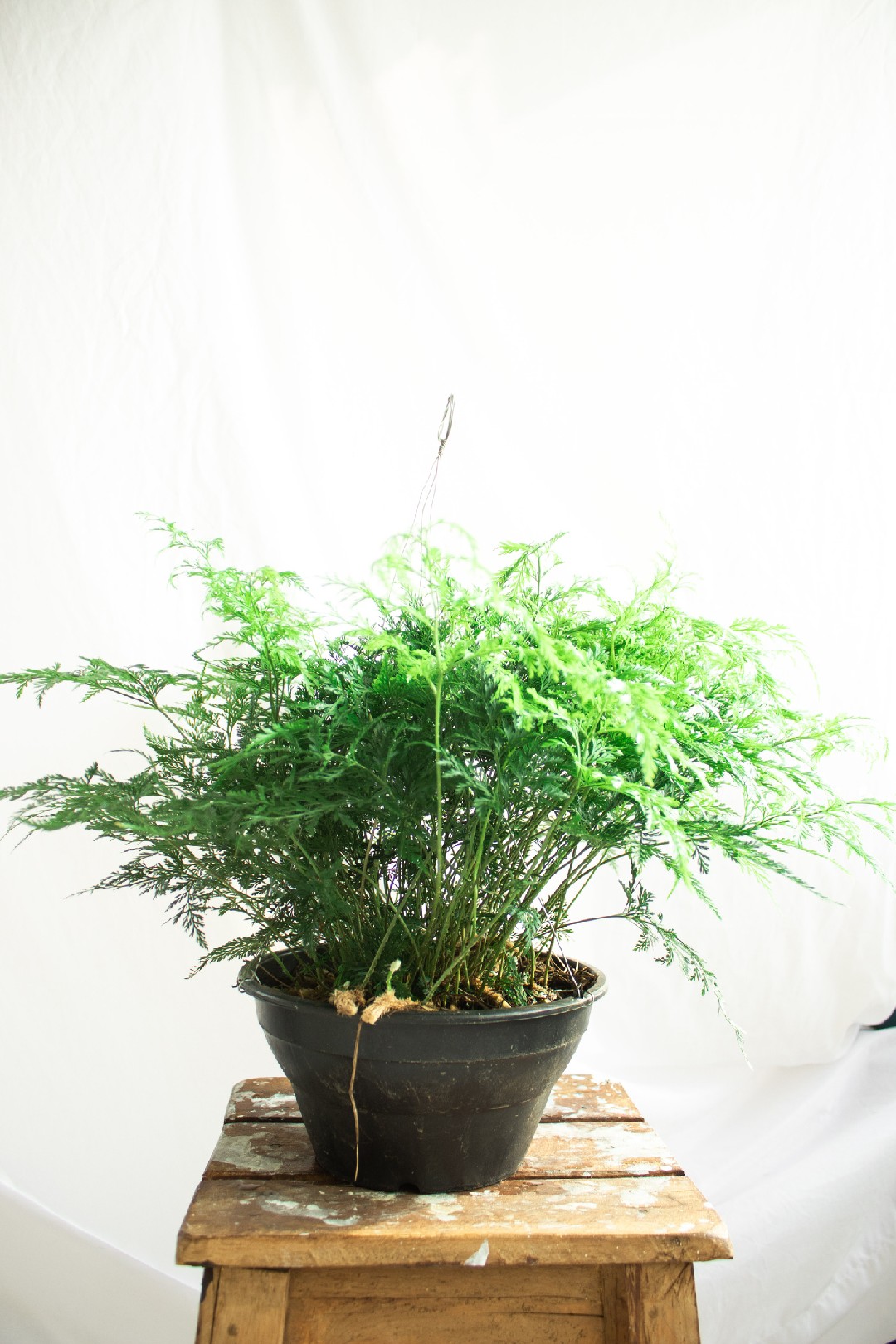 como fazer mudas de samambaia renda portuguesa a partir do rizoma