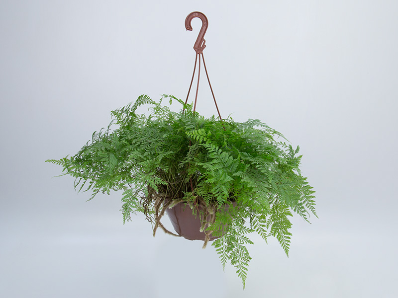 ideias de decoração com samambaia renda portuguesa